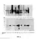Fig. 06 - MATERIALS AND METHODS FOR DIAGNOSING AND TREATING SHELLFISH ALLERGY