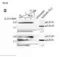 Fig. 05 - Polypeptides, nucleic acids and uses thereof