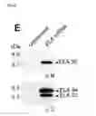 Fig. 06 - Polypeptides, nucleic acids and uses thereof