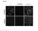 Fig. 07 - Polypeptides, nucleic acids and uses thereof