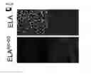 Fig. 16 - Polypeptides, nucleic acids and uses thereof