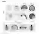 Fig. 26 - Polypeptides, nucleic acids and uses thereof