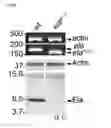 Fig. 30 - Polypeptides, nucleic acids and uses thereof