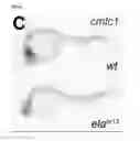 Fig. 33 - Polypeptides, nucleic acids and uses thereof