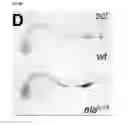 Fig. 34 - Polypeptides, nucleic acids and uses thereof