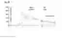 Fig. 44 - Polypeptides, nucleic acids and uses thereof