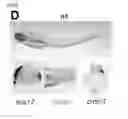 Fig. 46 - Polypeptides, nucleic acids and uses thereof