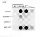 Fig. 50 - Polypeptides, nucleic acids and uses thereof