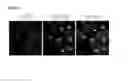 Fig. 60 - Polypeptides, nucleic acids and uses thereof