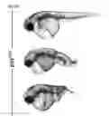Fig. 71 - Polypeptides, nucleic acids and uses thereof