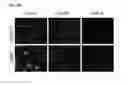 Fig. 75 - Polypeptides, nucleic acids and uses thereof