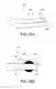 Fig. 23 - Virtual image display apparatus including a light guide member having four or more curved surfaces