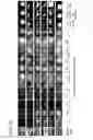Fig. 11 - Image processing device and method, and computer readable medium