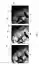 Fig. 18 - Augmenting physical appearance using illumination