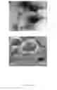 Fig. 08 - Cellulose capsules