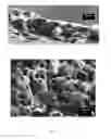 Fig. 12 - Cellulose capsules