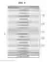 Fig. 09 - ORGANIC LIGHT EMITTING DEVICE AND ORGANIC LIGHT EMITTING DISPLAY DEVICE USING THE SAME