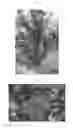 Fig. 02 - Apricot Tree Named 'APRIREVE'