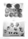 Fig. 03 - Apricot Tree Named 'APRIREVE'