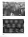 Fig. 02 - Nectarine tree named 'NECTARANGEL'