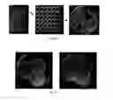 Fig. 136 - Selection of symbiota by screening multiple host-symbiont associations