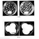 Fig. 137 - Selection of symbiota by screening multiple host-symbiont associations