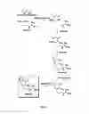 Fig. 22 - Selection of symbiota by screening multiple host-symbiont associations