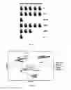 Fig. 70 - Selection of symbiota by screening multiple host-symbiont associations