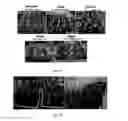 Fig. 71 - Selection of symbiota by screening multiple host-symbiont associations