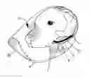 Fig. 01 - PROTECTIVE HOOD FOR DOGS AND OTHER ANIMALS