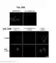 Fig. 26 - METHODS OF REGULATING CANNABINOID RECEPTOR ACTIVITY-RELATED DISORDERS AND DISEASES