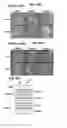Fig. 28 - METHODS OF REGULATING CANNABINOID RECEPTOR ACTIVITY-RELATED DISORDERS AND DISEASES