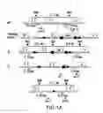 Fig. 02 - Generation of human induced pluripotent stem cells using nucleic acid sequences that inhibit Δ-NP63 and DGCR8
