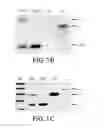 Fig. 03 - Generation of human induced pluripotent stem cells using nucleic acid sequences that inhibit Δ-NP63 and DGCR8