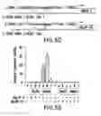 Fig. 16 - Generation of human induced pluripotent stem cells using nucleic acid sequences that inhibit Δ-NP63 and DGCR8
