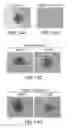 Fig. 33 - Generation of human induced pluripotent stem cells using nucleic acid sequences that inhibit Δ-NP63 and DGCR8
