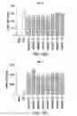 Fig. 35 - Generation of human induced pluripotent stem cells using nucleic acid sequences that inhibit Δ-NP63 and DGCR8