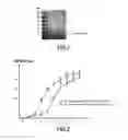Fig. 02 - METHOD FOR ATTENUATING A BACTERIUM OF THE MYCOBACTERIUM TUBERCULOSIS COMPLEX FOR PRODUCING A TUBERCULOSIS VACCINE