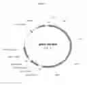 Fig. 09 - METHOD OF RAPIDLY PRODUCING IMPROVED VACCINES FOR ANIMALS