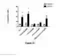 Fig. 08 - Three-dimensional cavities of dendritic cell immunoreceptor (DCIR), compounds binding thereto and therapeutic applications related to inhibition of human immunodeficiency virus type-1 (HIV-1)