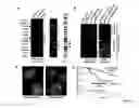 Fig. 04 - Methods Of Identifying And Treating Poor-Prognosis Cancers
