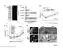 Fig. 07 - Methods Of Identifying And Treating Poor-Prognosis Cancers