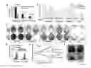 Fig. 10 - Methods Of Identifying And Treating Poor-Prognosis Cancers