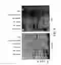 Fig. 07 - TRANSGENIC PLANTS EXPRESSING COBALAMIN BINDING PROTEINS