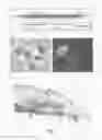 Fig. 02 - Protozoan variant-specific surface proteins (VSP) as carriers for oral drug delivery