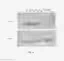Fig. 06 - Protozoan variant-specific surface proteins (VSP) as carriers for oral drug delivery