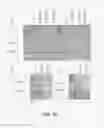 Fig. 15 - Protozoan variant-specific surface proteins (VSP) as carriers for oral drug delivery