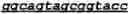 Fig. 22 - Antibodies that bind activatable antibodies and methods of use thereof