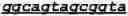 Fig. 26 - Antibodies that bind activatable antibodies and methods of use thereof