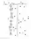 Fig. 16 - Methods of drying sheets of donor-provided human birth tissue